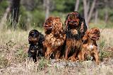 KING CHARLES SPANIEL 162